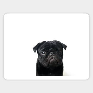 Hugo - The Black Pug Sticker